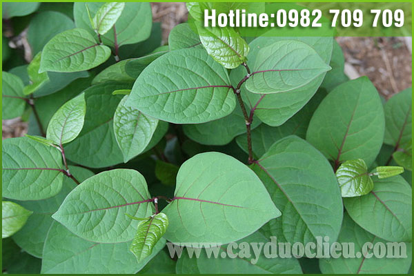 Dây bổ cốt chi